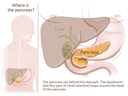 Pancreatic cancer patient education, Anatomy &amp; Function of Pancreas